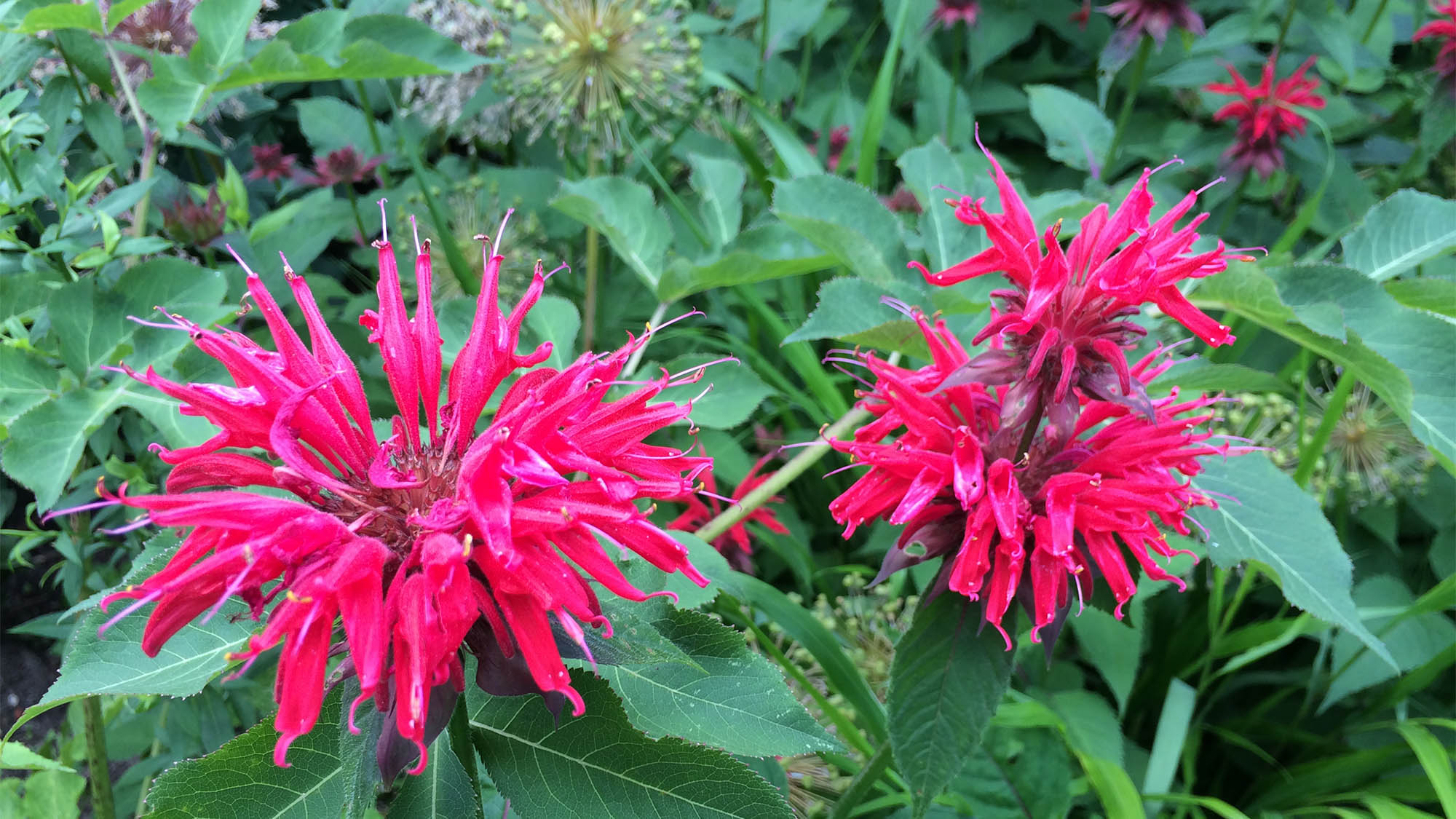 Closeup of three pink flowers at Brooklyn Botanic Garden