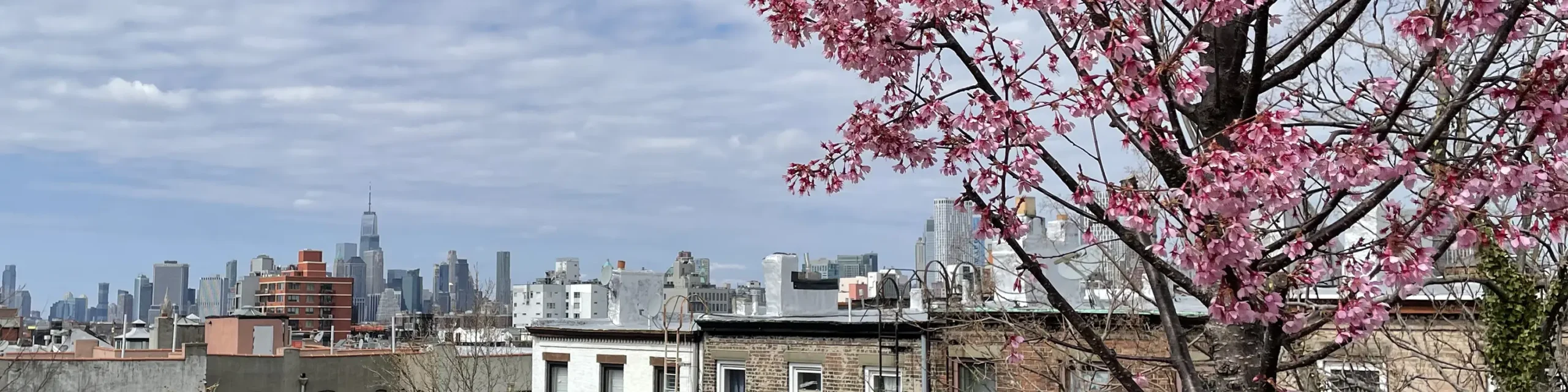Cherry blossom tree with Brooklyn buildings and NYC skyline in background