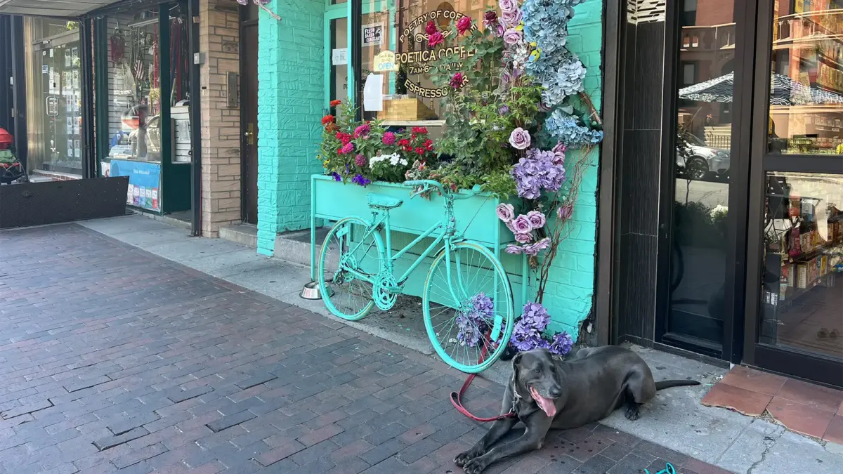 Dog laying on sidewalk in front of teal painted coffee shop