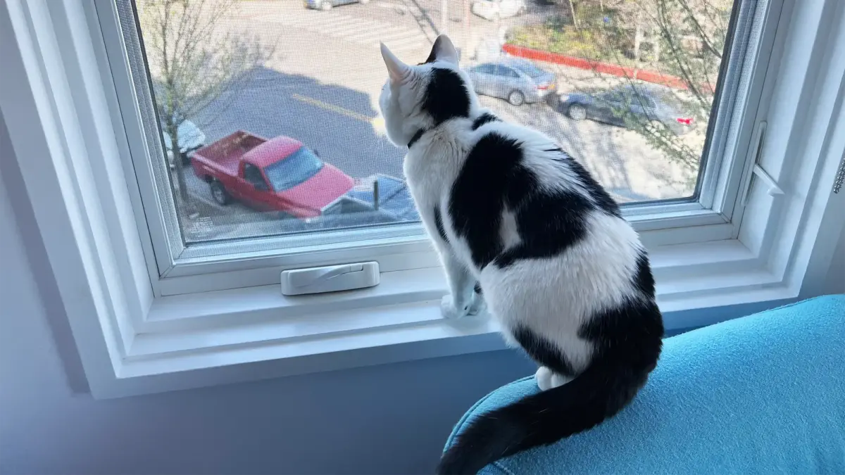 Black and white cat sitting on couch staring out screen window