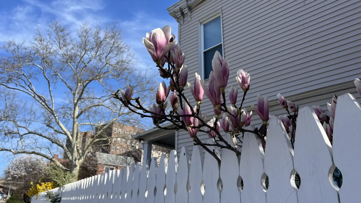 Cherry blossom blooming over white picket fence