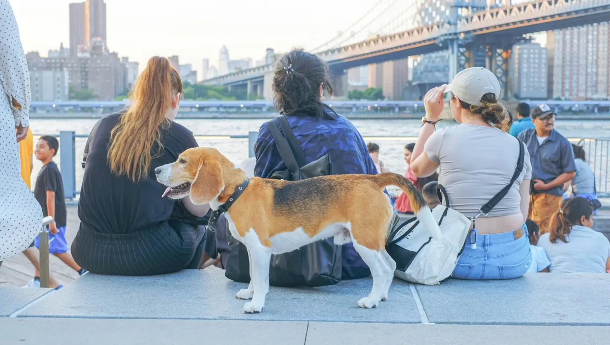 Dog sitting against women's back at Brookyln waterfront