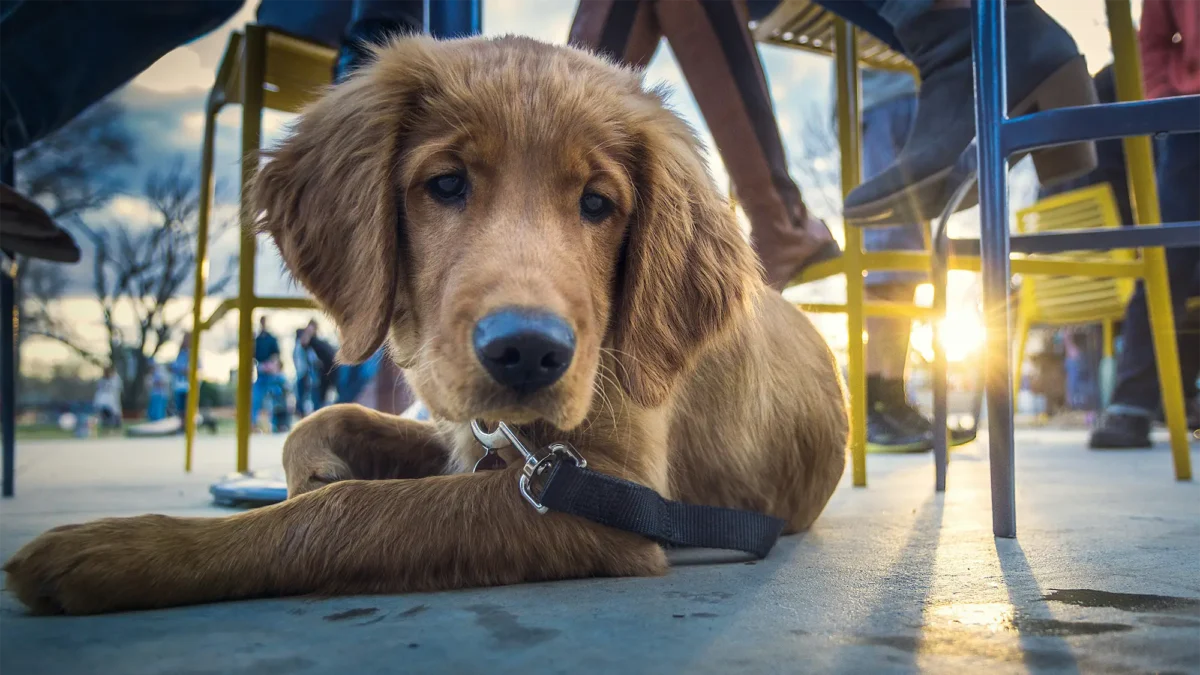Dog laying under cafe chairs