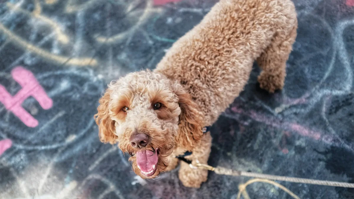 Dog looking up on city street