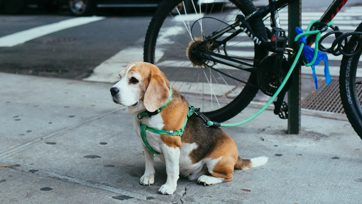 Dog tied on leash against bike rack